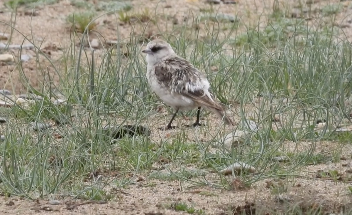 White-rumped Snowfinch - ML621504499