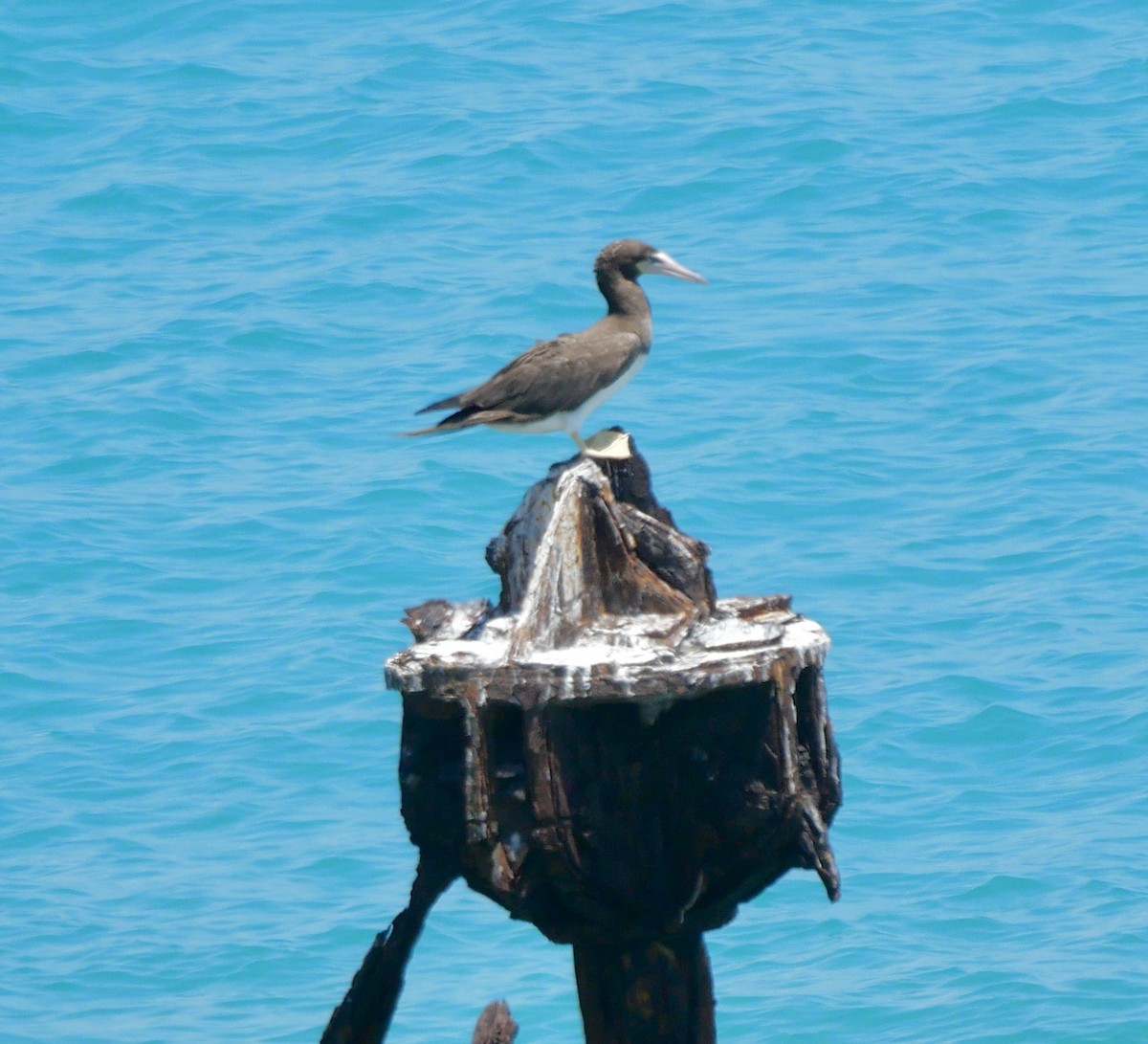 Brown Booby - ML621504507