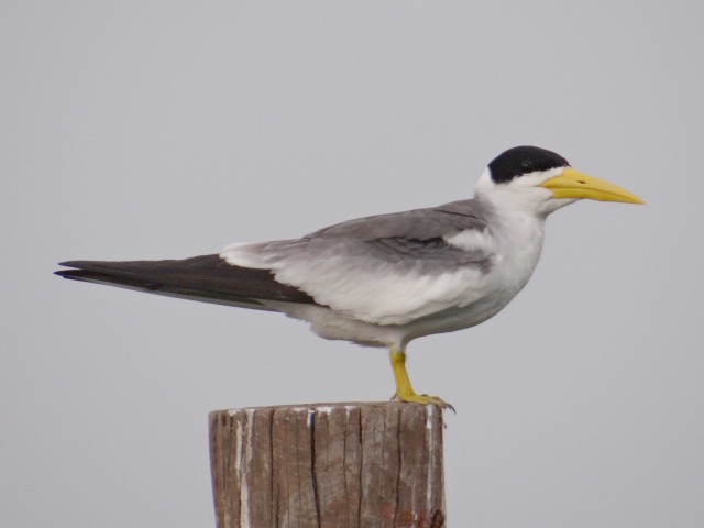 Large-billed Tern - ML621504544