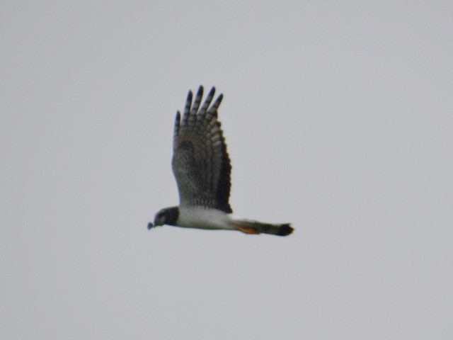 Long-winged Harrier - ML621504546