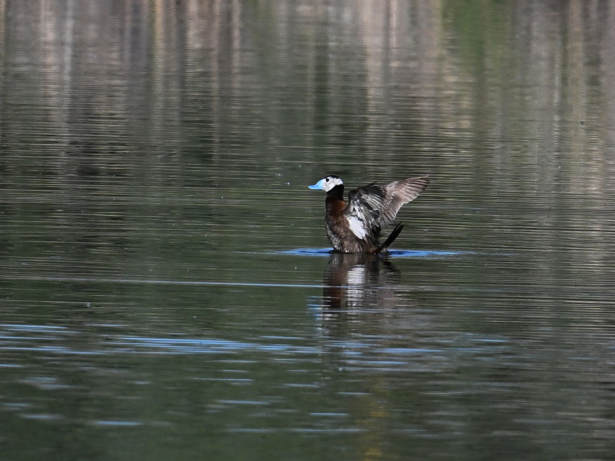 White-headed Duck - ML621504571