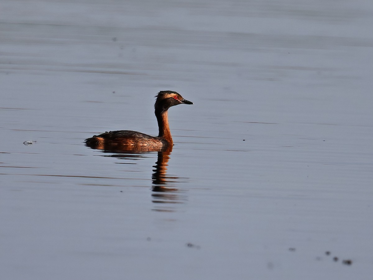 Horned Grebe - ML621504587