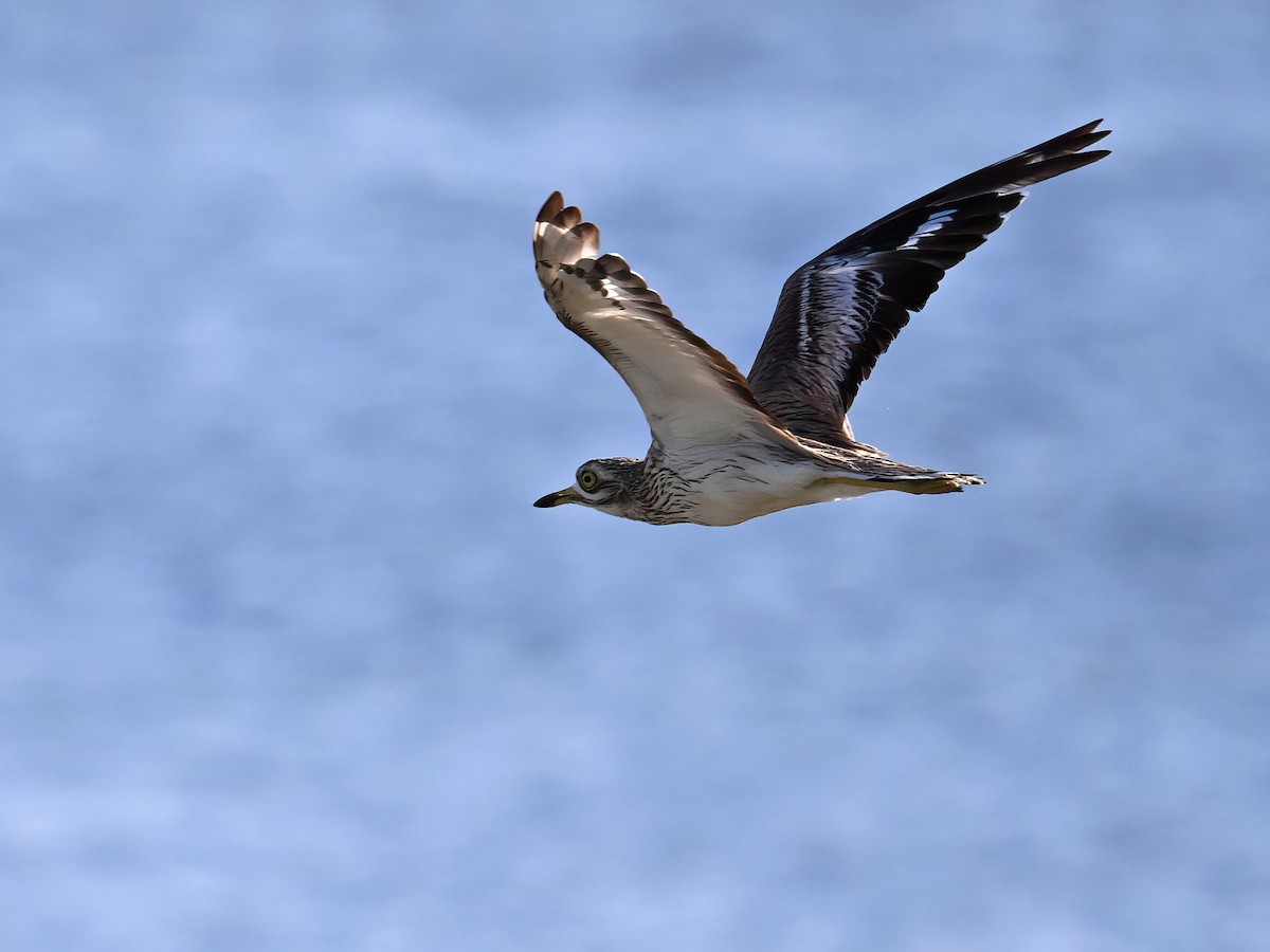 Eurasian Thick-knee - ML621504594