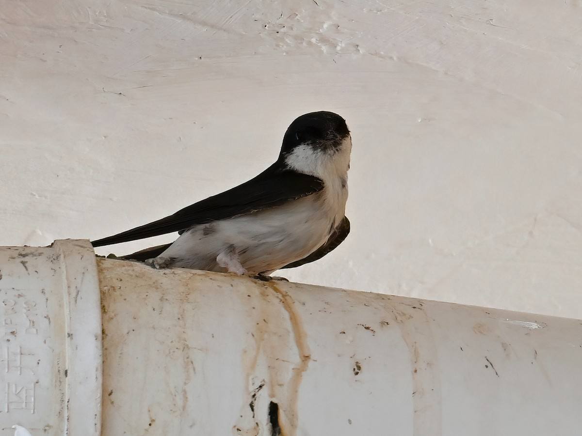 Western House-Martin - ML621504604