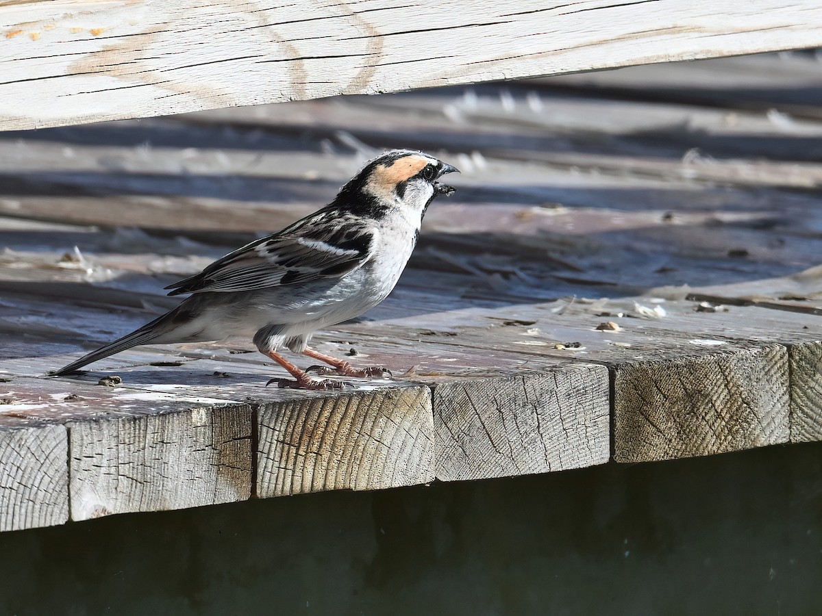 Saxaul Sparrow - ML621504608