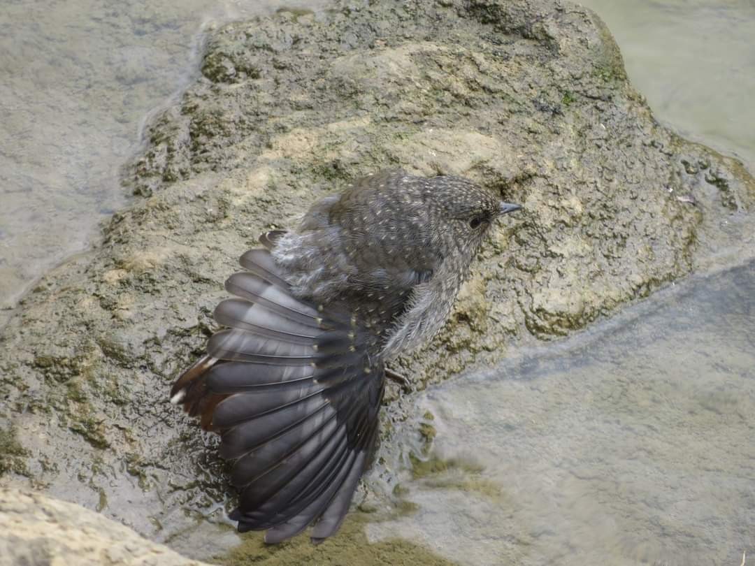 Plumbeous Redstart - ML621504617