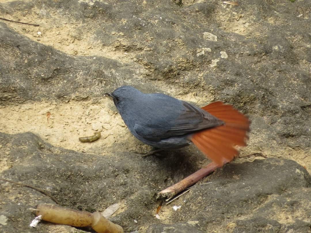 Plumbeous Redstart - ML621504618