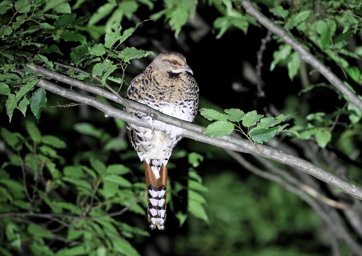 Elliot's Pheasant - ML621504642