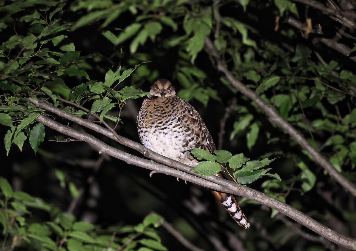 Elliot's Pheasant - ML621504656