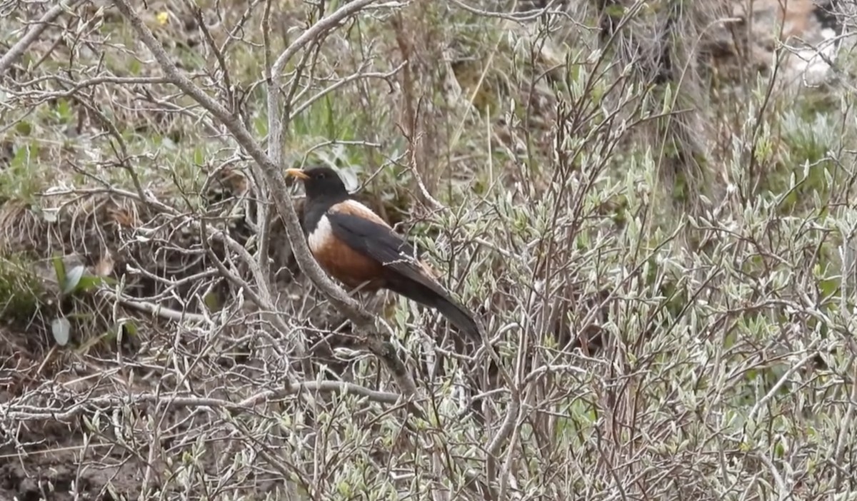 White-backed Thrush - ML621504704