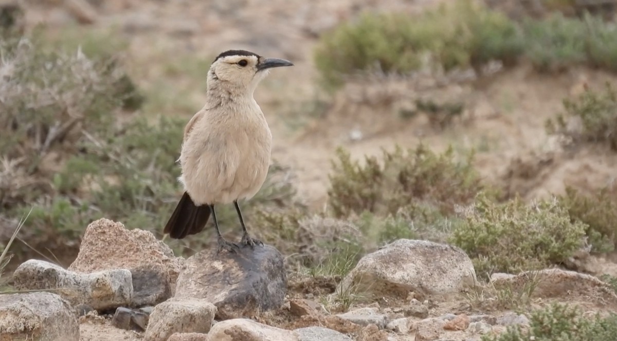 Mongolian Ground-Jay - ML621504744