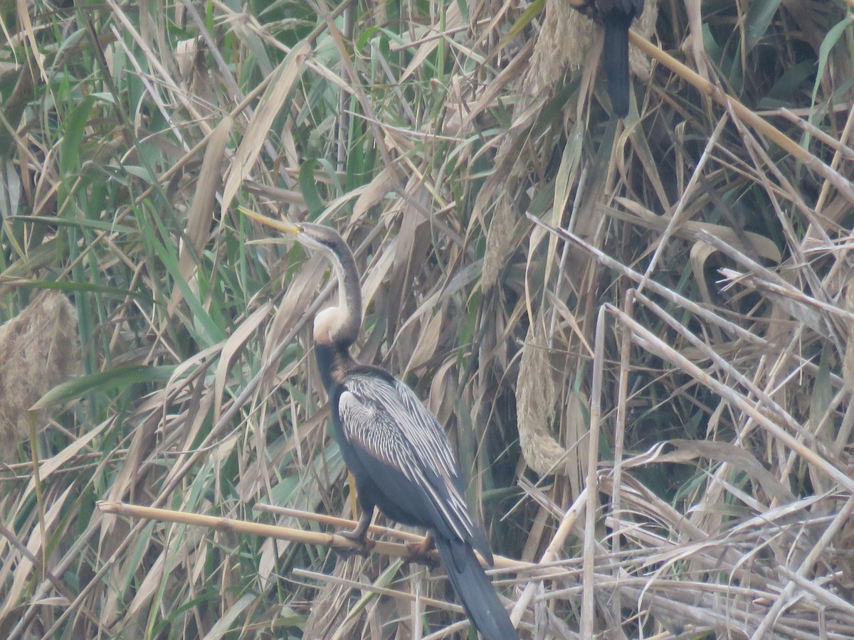African Darter - ML621504771