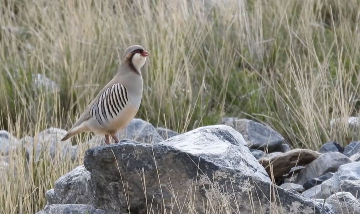 Przevalski's Partridge - ML621504795