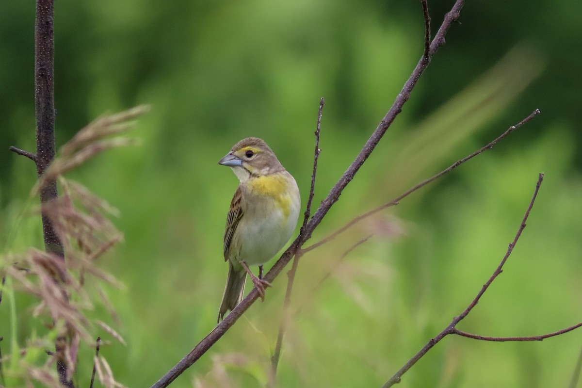 Dickcissel - ML621504860