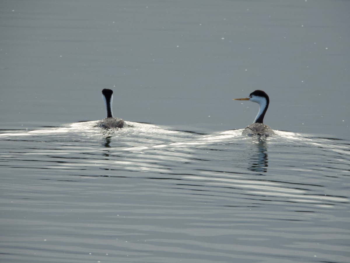 Clark's Grebe - ML621505016