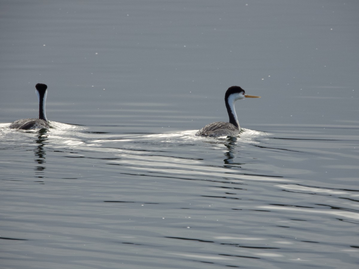 Clark's Grebe - ML621505019