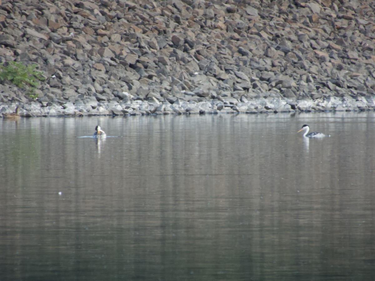 Clark's Grebe - ML621505025