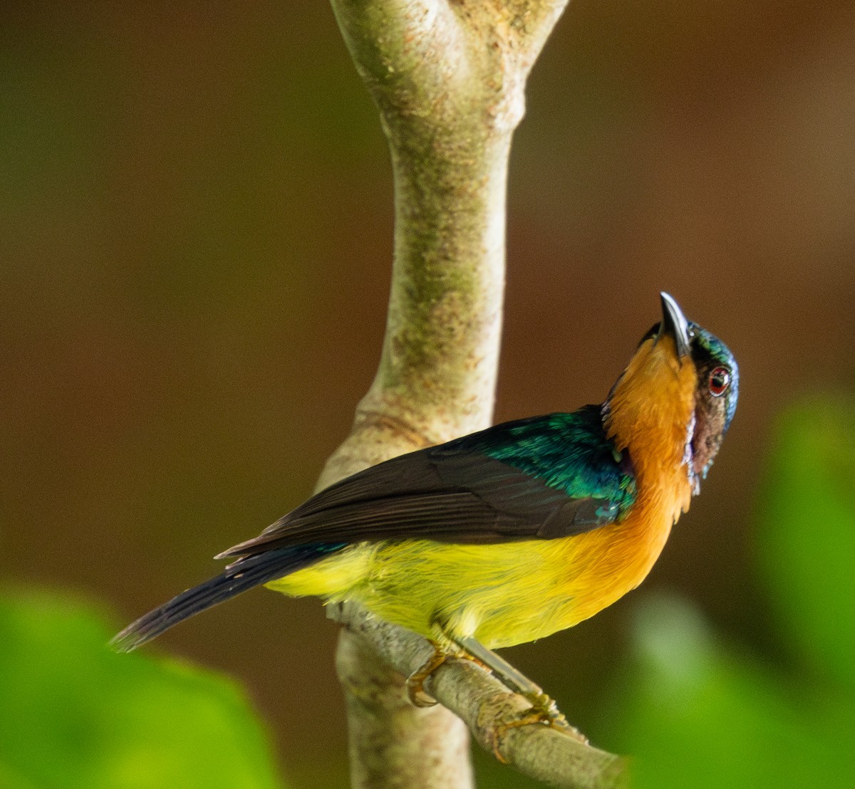 Ruby-cheeked Sunbird - ML621505040