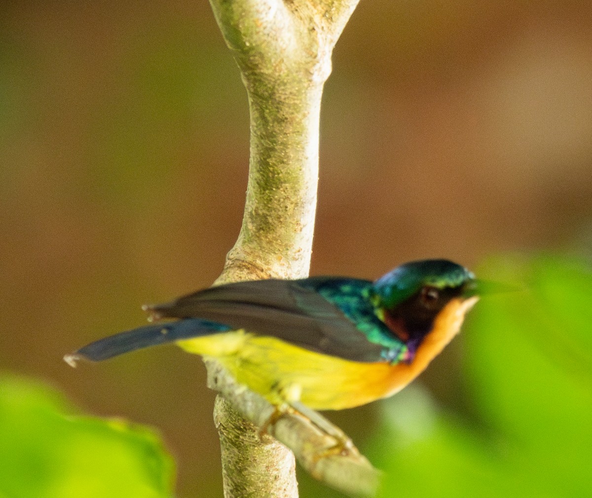 Ruby-cheeked Sunbird - ML621505044