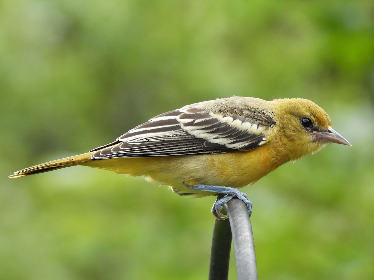 Baltimore Oriole - ML621505056