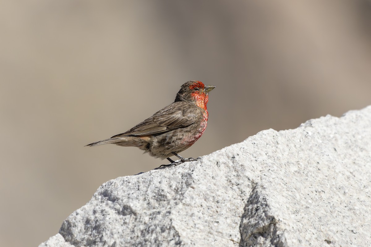 Red-fronted Rosefinch - ML621505096