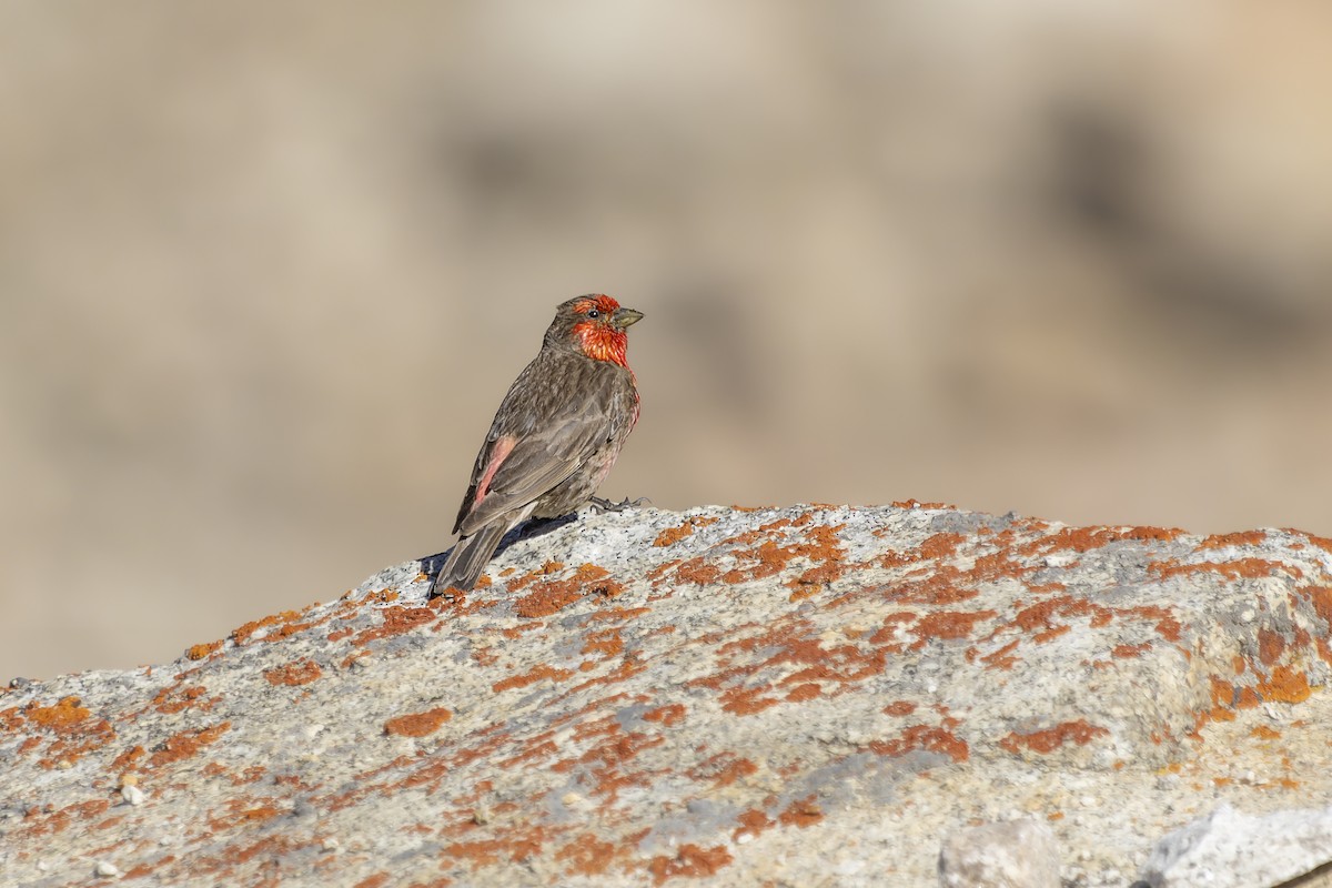 Red-fronted Rosefinch - ML621505097