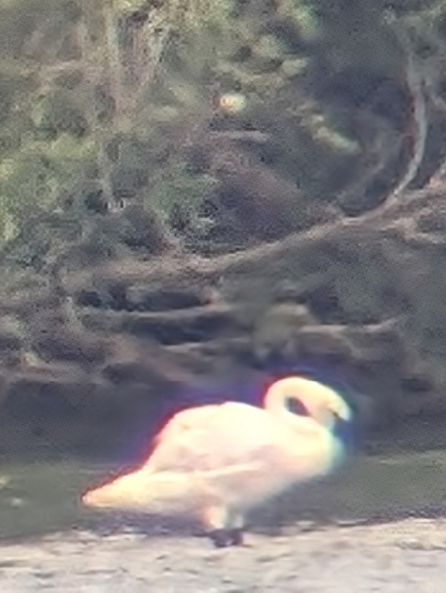 Trumpeter Swan - ML621505129