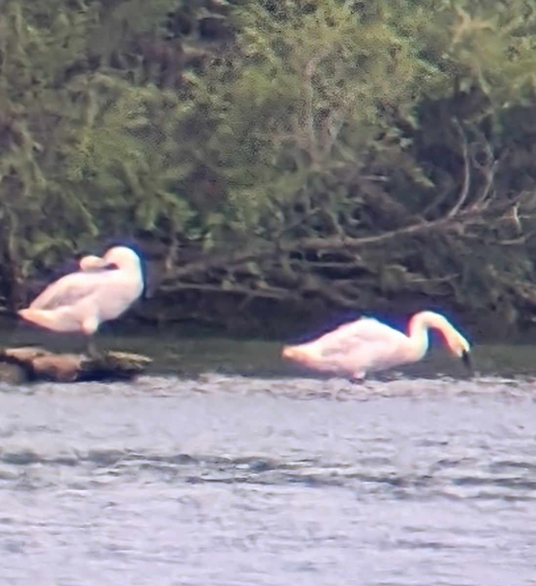 Trumpeter Swan - ML621505130