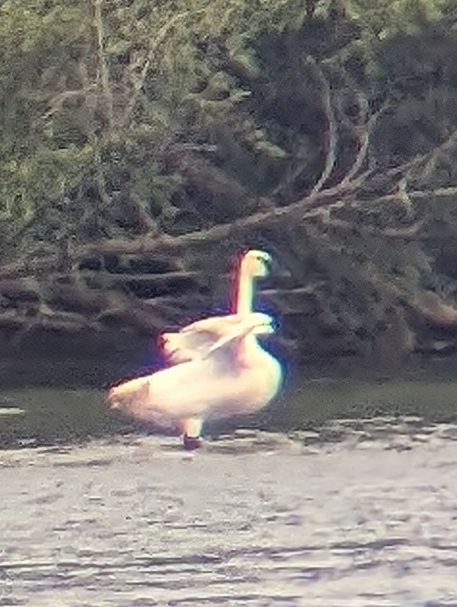 Trumpeter Swan - ML621505131