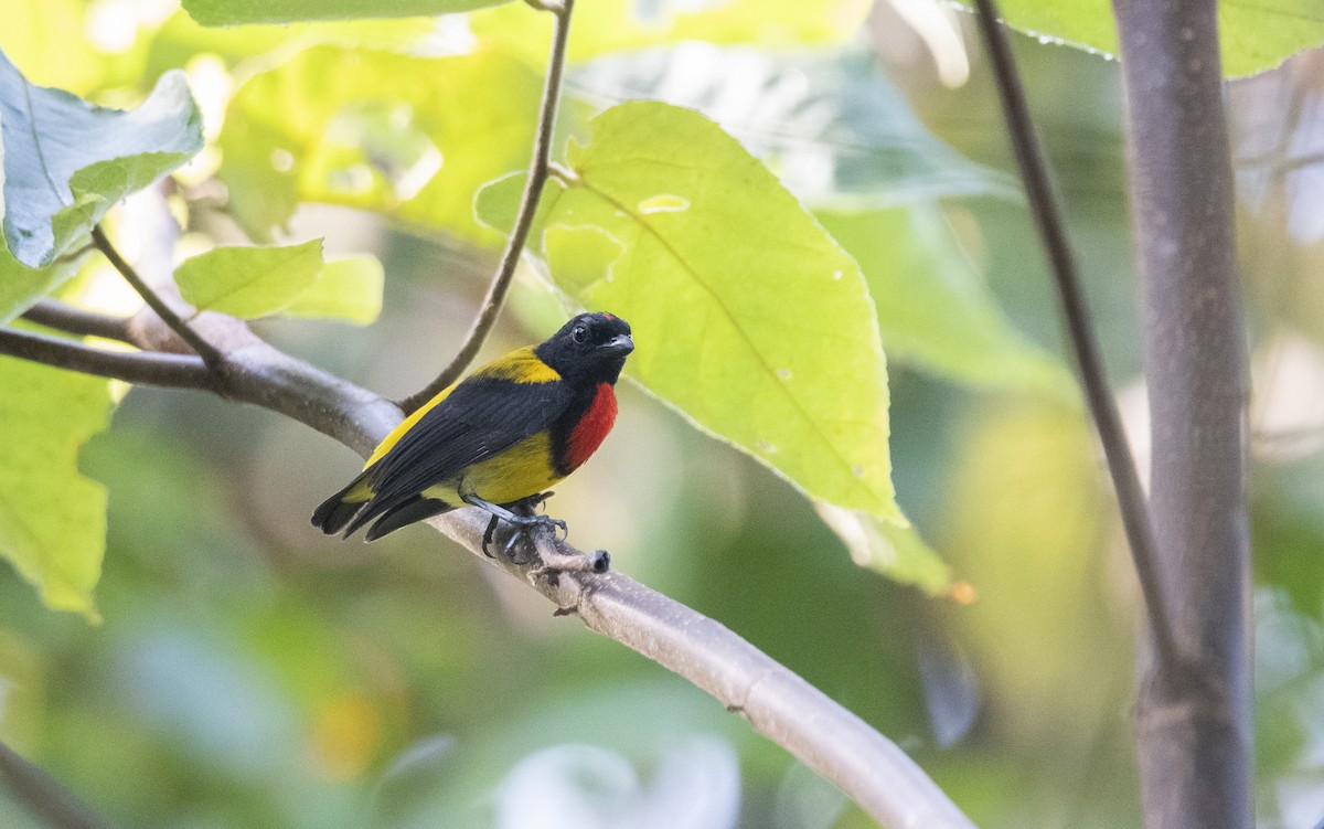 Scarlet-breasted Flowerpecker - ML621505133