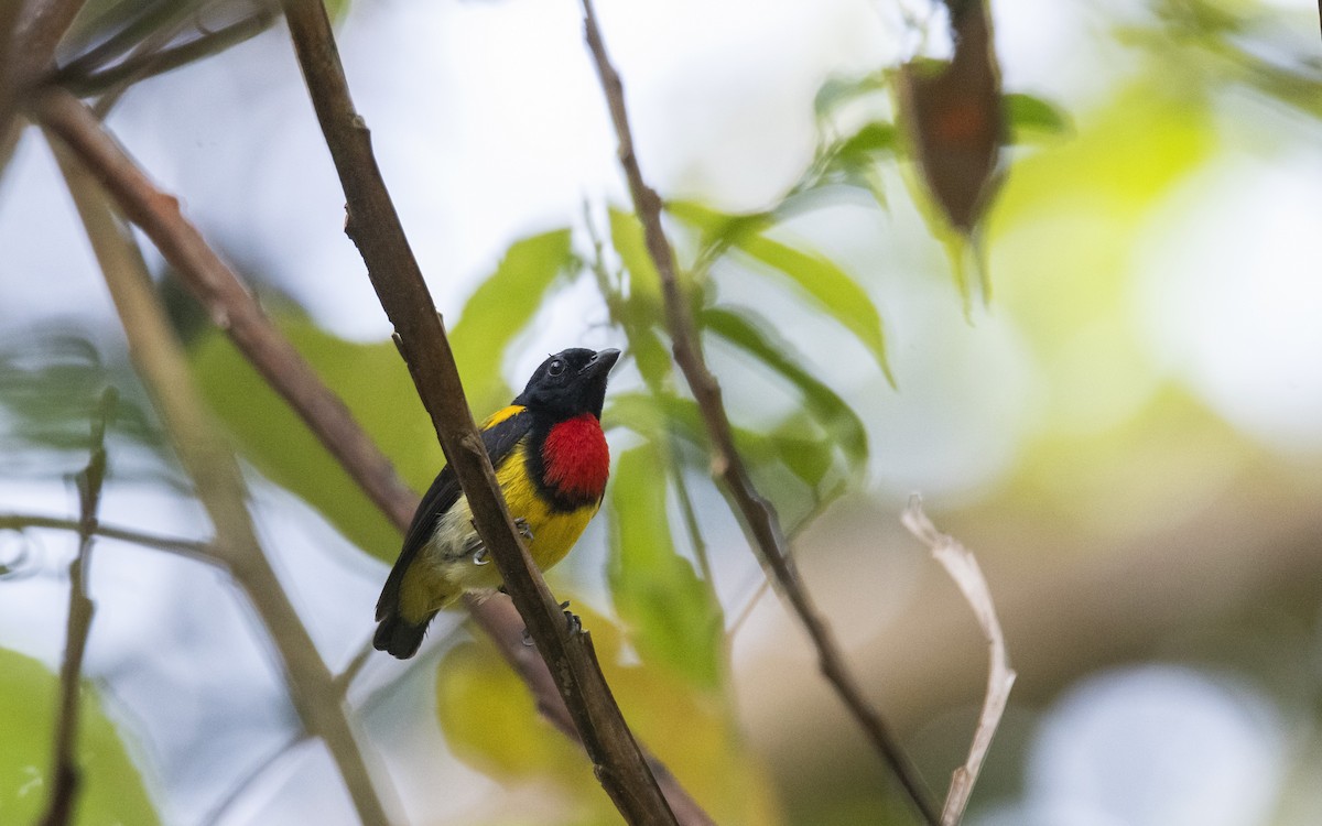 Scarlet-breasted Flowerpecker - ML621505135