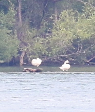 Trumpeter Swan - ML621505152