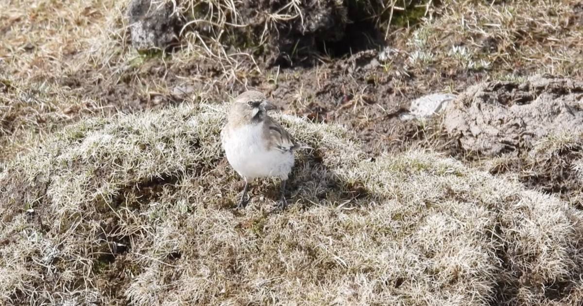 Tibetan Snowfinch - ML621505205