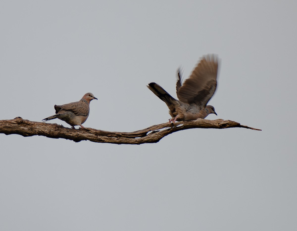 Spotted Dove - ML621505277
