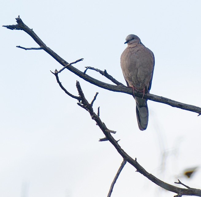 Spotted Dove - ML621505310