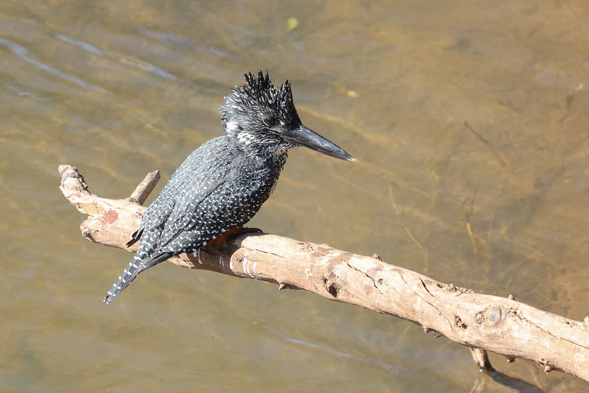 Giant Kingfisher - ML621505352