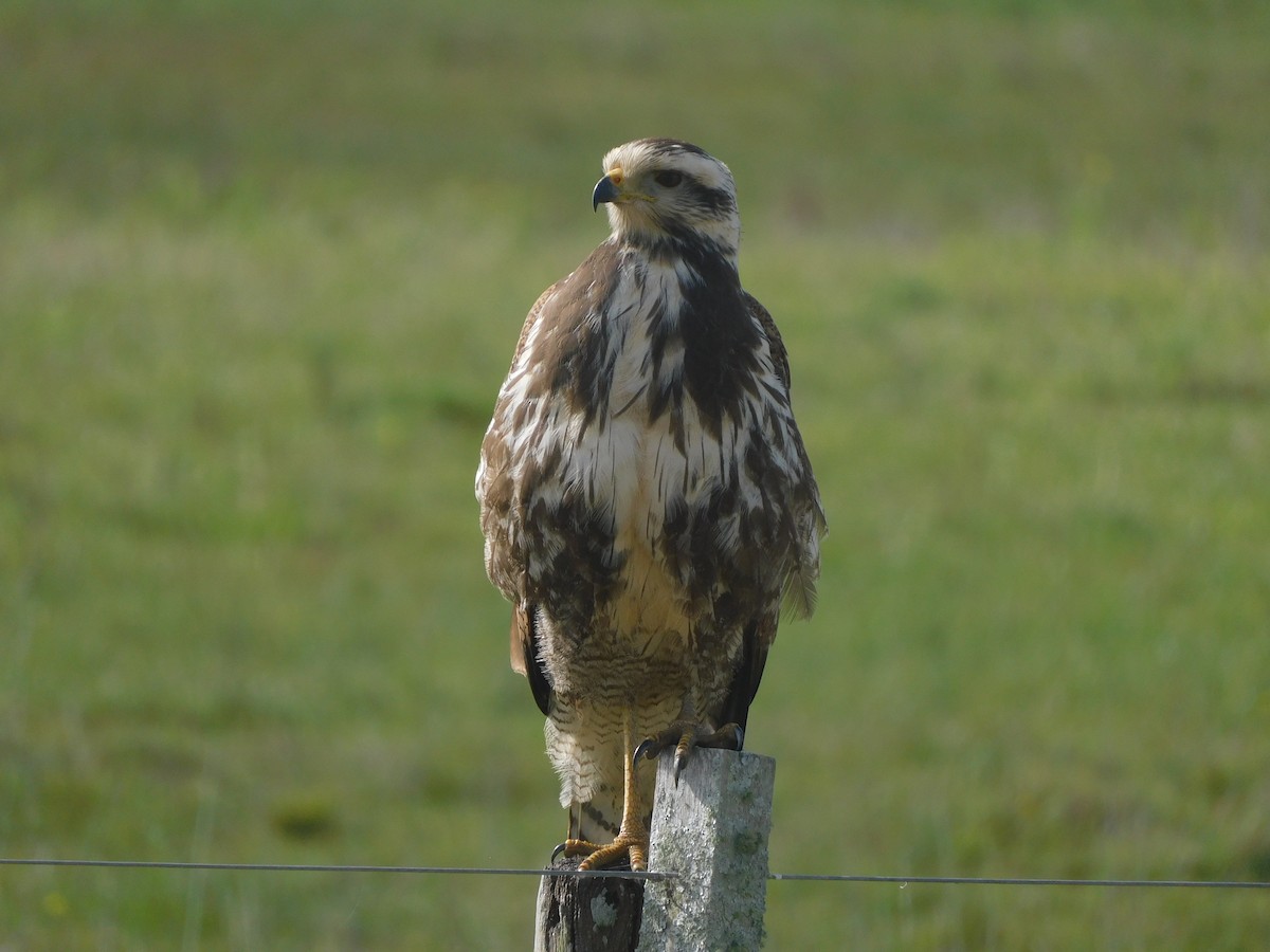 Savanna Hawk - Diego Cáceres Bentancor