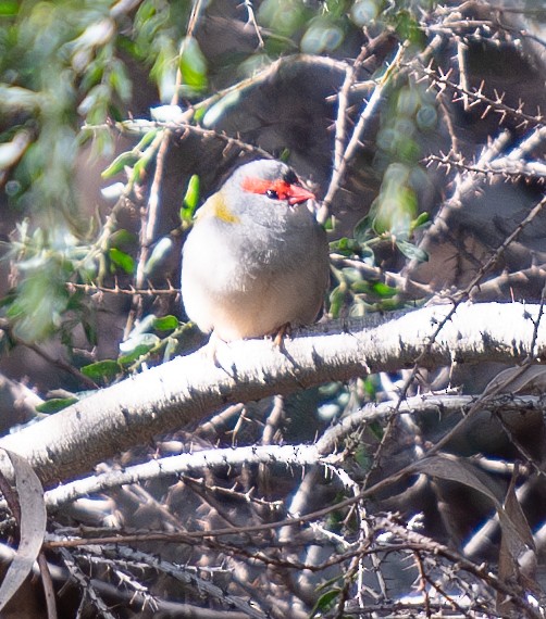 Red-browed Firetail - ML621505370