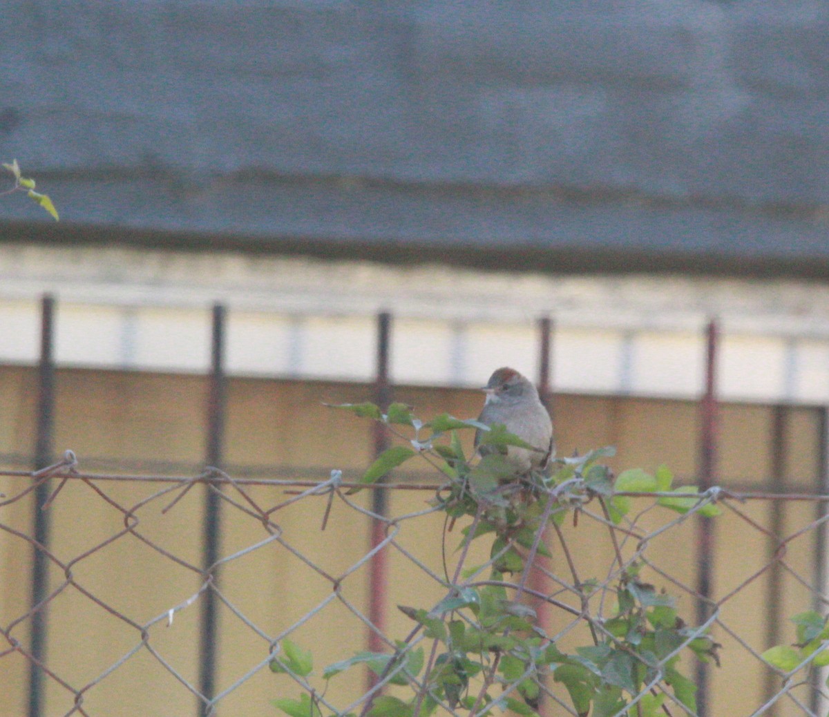 Sooty-fronted Spinetail - ML621505396