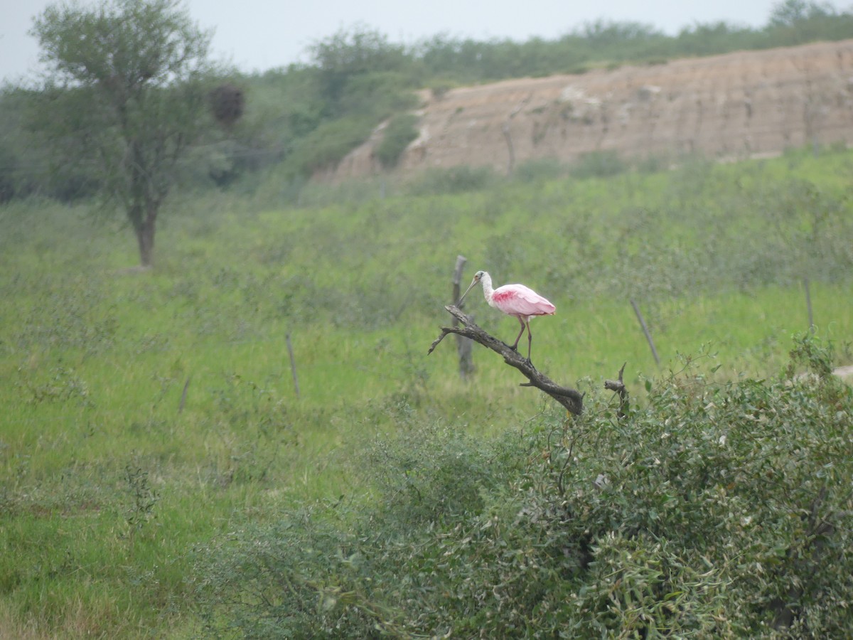 Roseate Spoonbill - Stephen Mitten