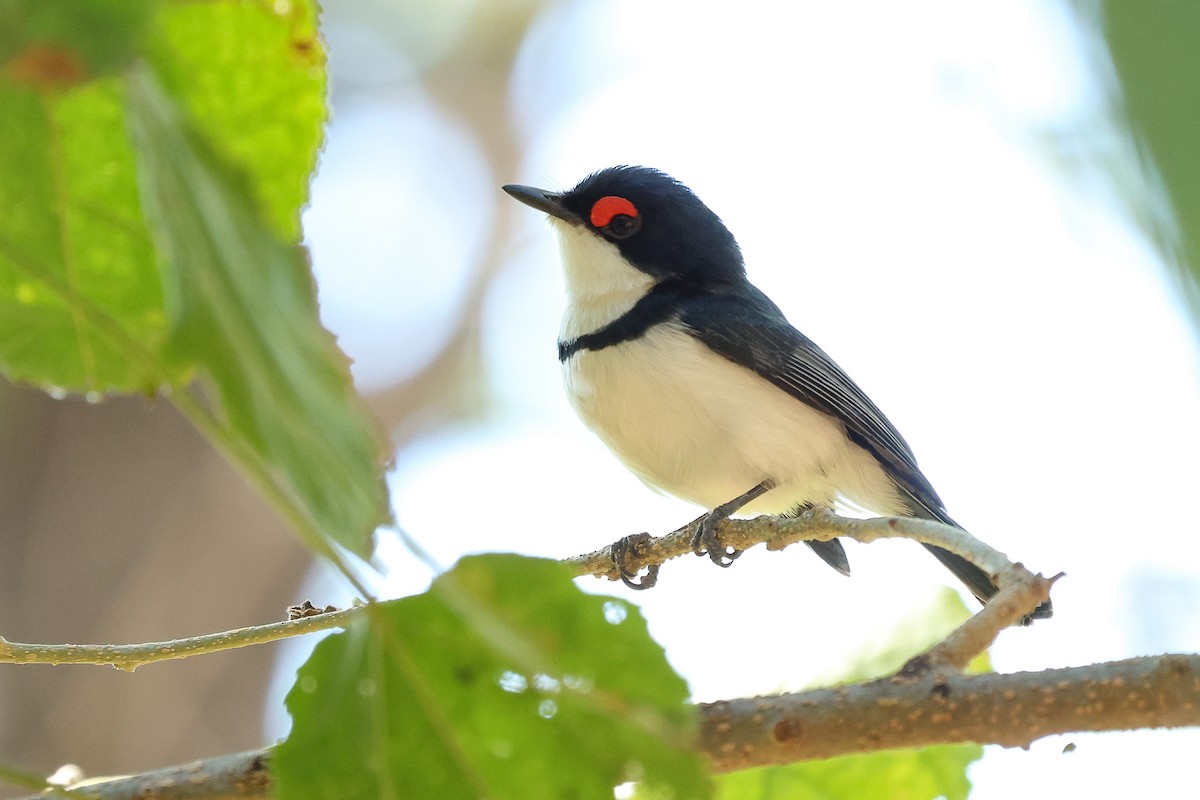 Black-throated Wattle-eye - ML621505522