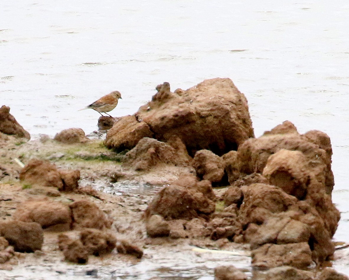 Eurasian Linnet - ML621505525