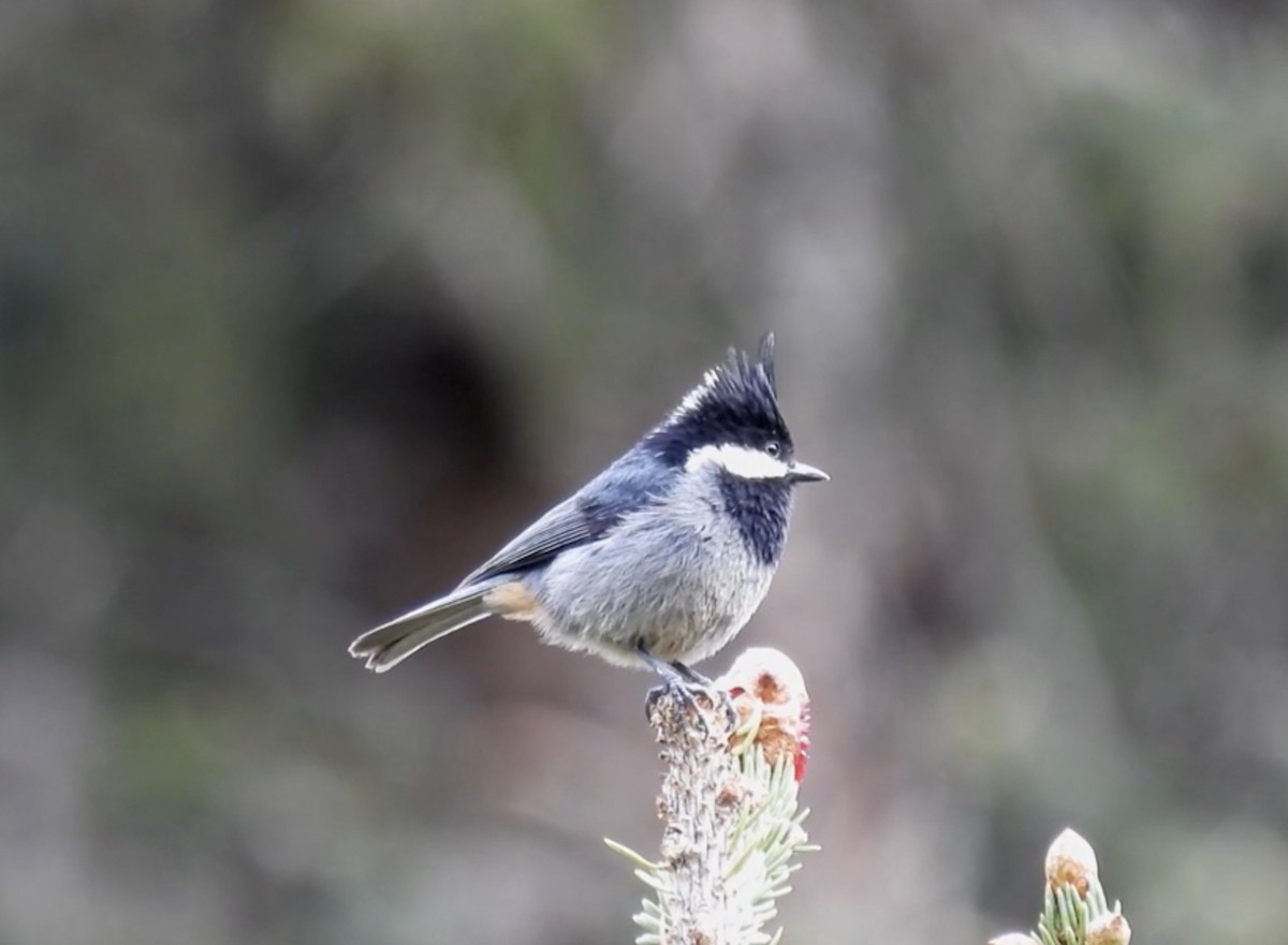 Rufous-vented Tit - Hervé JACOB