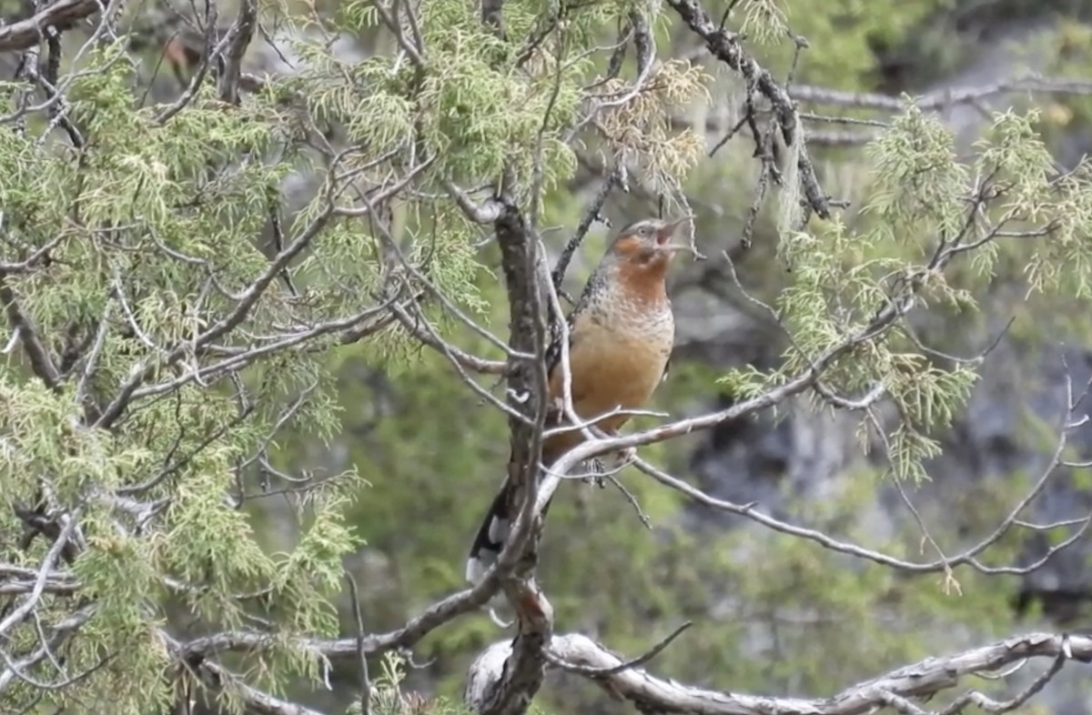 Giant Laughingthrush - ML621505529