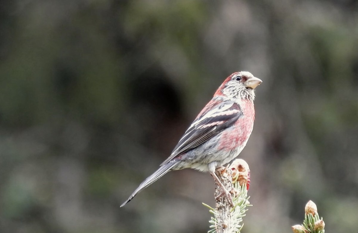 Three-banded Rosefinch - ML621505543