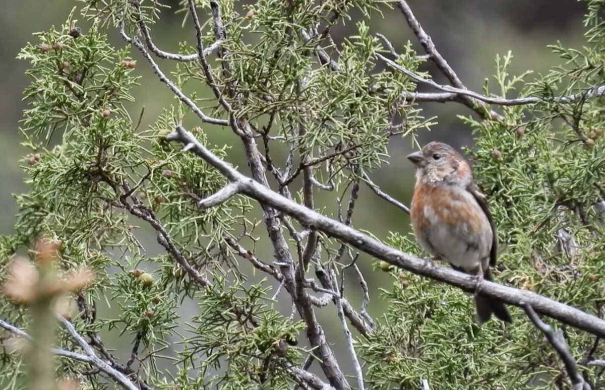 Three-banded Rosefinch - ML621505544