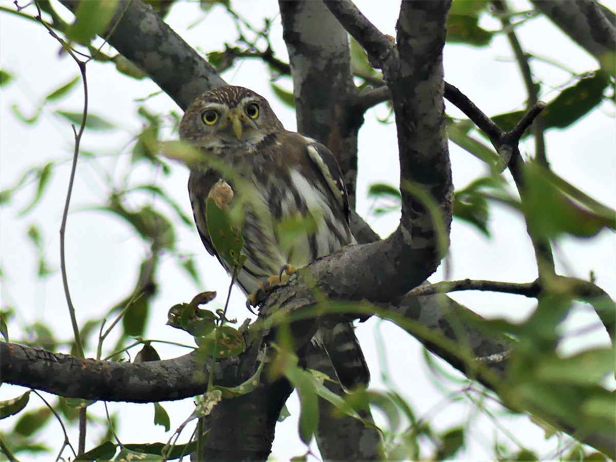 Ferruginous Pygmy-Owl - ML621505552