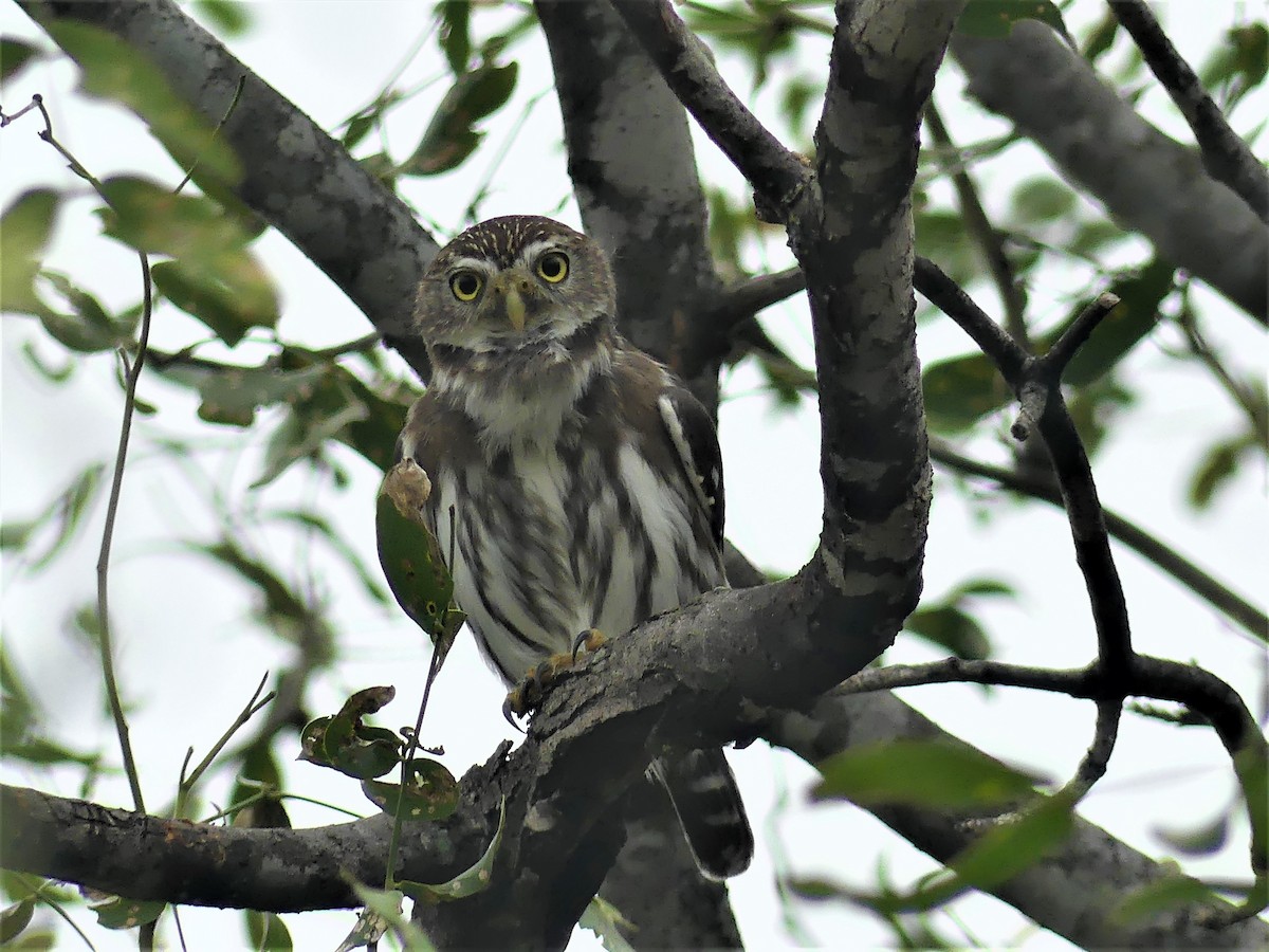 Ferruginous Pygmy-Owl - ML621505553