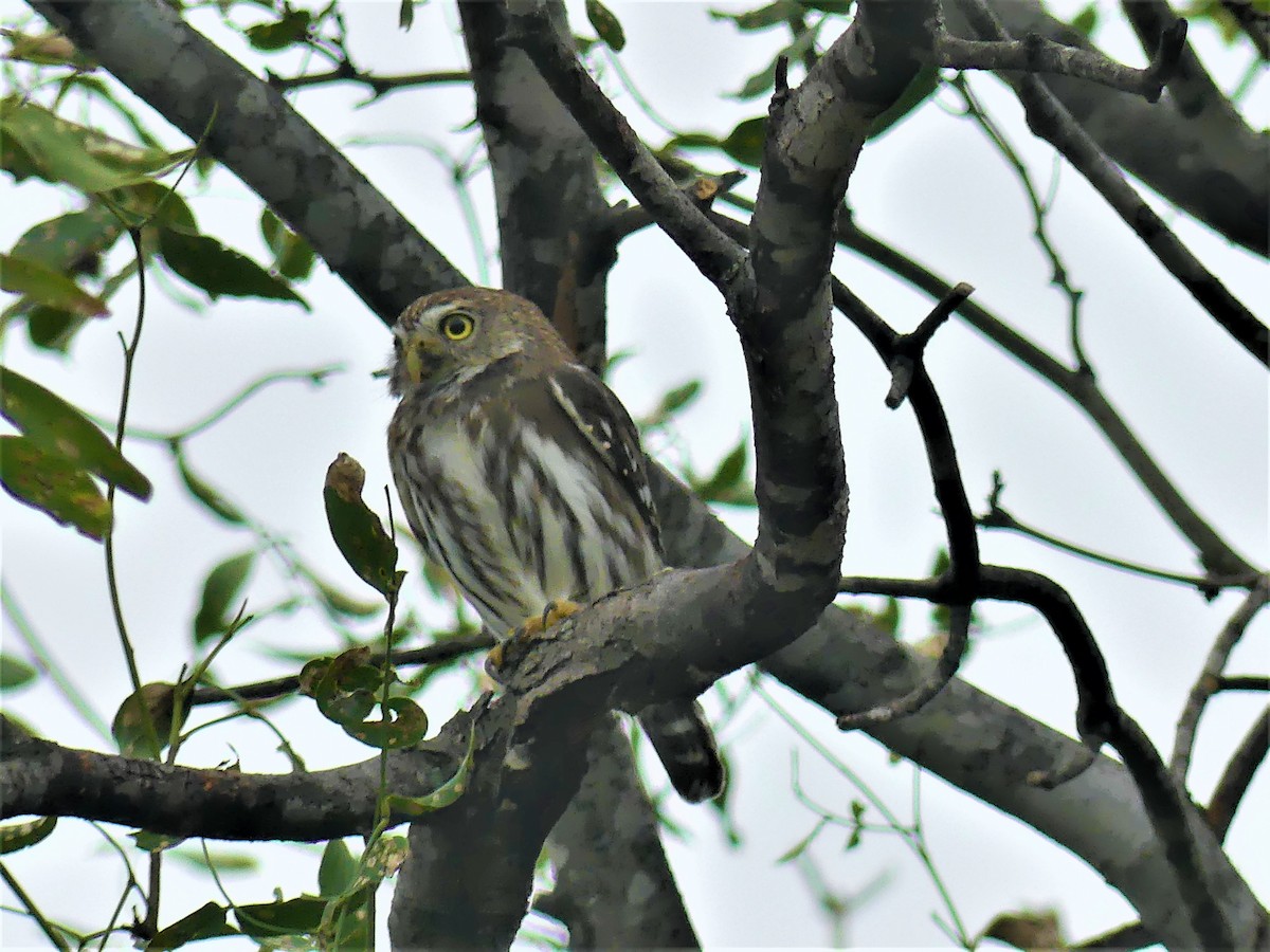 Ferruginous Pygmy-Owl - ML621505554