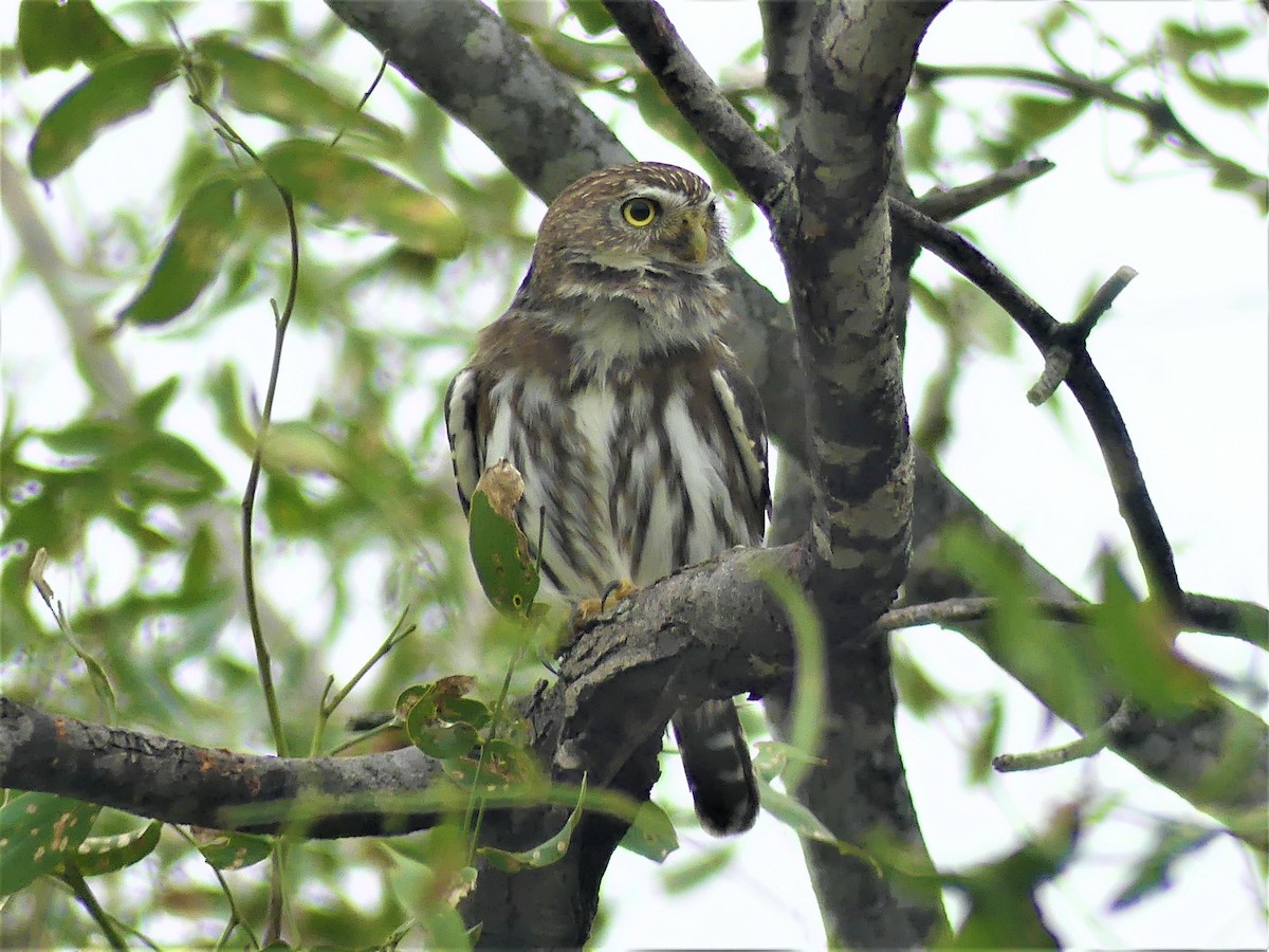 Ferruginous Pygmy-Owl - ML621505555